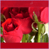 Red Rose Icon