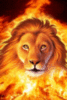 Hot Lion