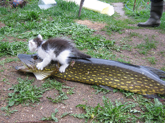 Kitten Caught a Fish