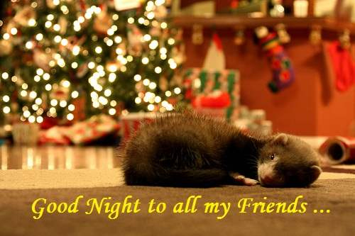 Good Night to all my Friends...