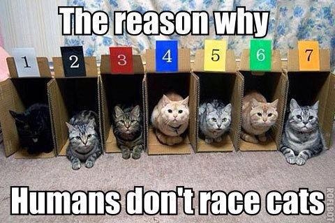 LOL cat: The reason why humans don't race cats