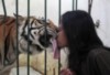 Tiger Cute Kiss