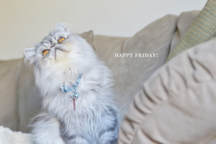 LOLCat: Happy Friday!