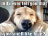 LOL Dog: did i ever tell you that you smell like love?