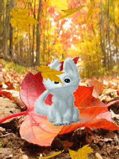 Autumn Cute Kitten