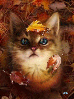 Autumn Cute Kitten