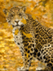 Autumn Leopard