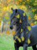 Autumn Black Horse
