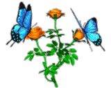 Flowers and Butterfly