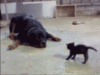 LOLCat: black kitten scaring the dog