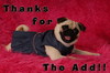 Thanks For Add !!Funny Puppy