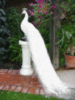White Peacoc
