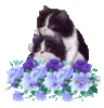 Cats in a flowers