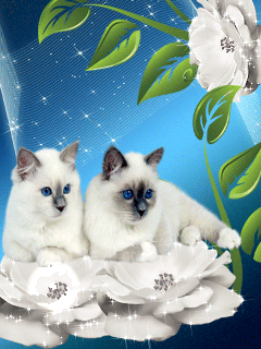 White Kittens