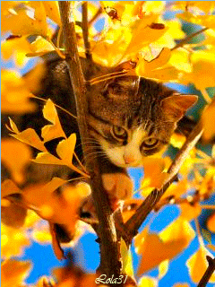 Autumn Cute Kitten on the tree