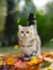 Autumn: cute kitten