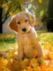 Autumn: cute puppy