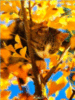 Autumn Cute Kitten on the tree