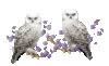 White Owles