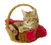 Cat in the basket