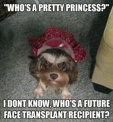 LOL Dog: Who is a pretty princess?