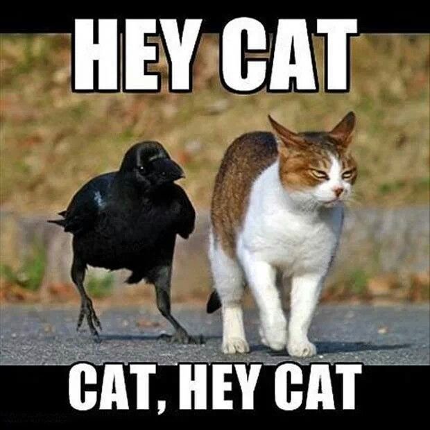 LOL: Hey Cat