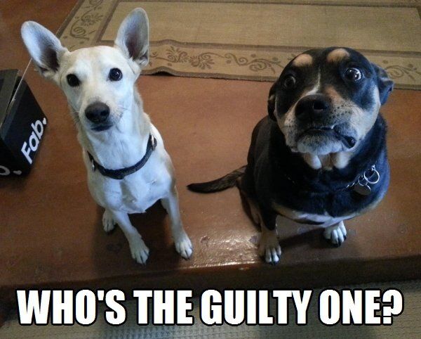 LOL dogs: Who's the guilty one?