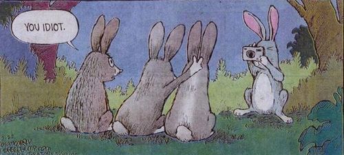 Funny bunnies