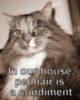 LOL Cat: in our house, pet hair is a condiment 