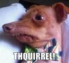 LOL Dog: THQUIRREL!