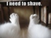 LOL Cat: I need to shave.
