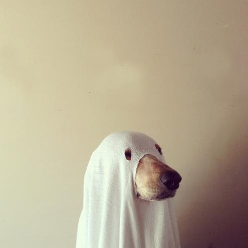 LOL Dog: BOO?