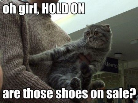 LOLCat: oh, girl, hold on are those shoes on sale?
