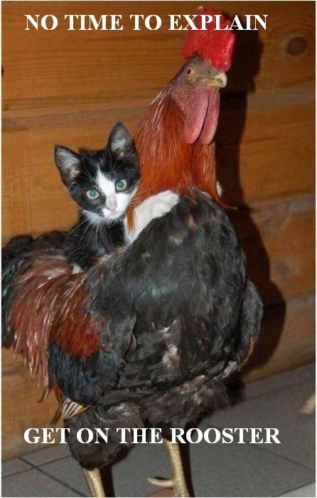 LOL cat: no time to explain get on the rooster