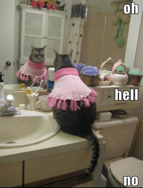 Funny cat clothes