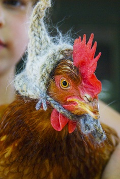 Funny chicken in a knitted hat