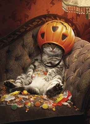 LOL Cat: Halloween