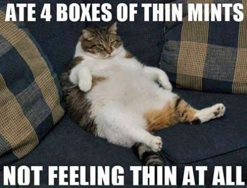LOL Cat: Ate 4 boxes of thin mints Not feeling thin at all