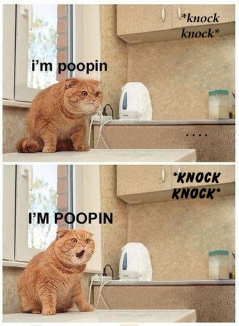 LOL Cat: i'm poopin