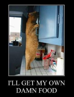 LOL Cat: I'll get my own damn food