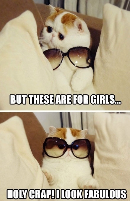 LOL Cat: Totally fabulous!