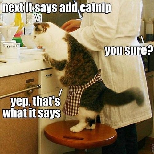 LOL Cat cooking
