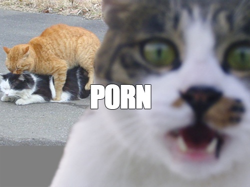 LOL Cat: porn