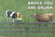 Cow humor