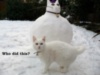 LOL Cat: Snowman :)
