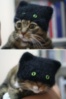 LOL Cat: hat