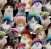 LOL cats in the hats