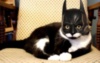 LOL Cat: I am BATMAN
