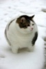 LOL Fat Cat