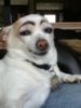 Bored? Draw eyebrows on your dog :)